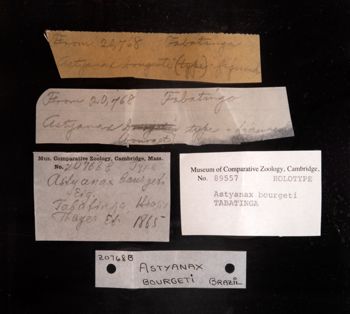 Media type: image;   Ichthyology 89557 Description: photograph;  Aspect: labels